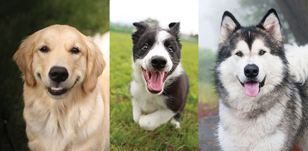 HH_blog_happydog