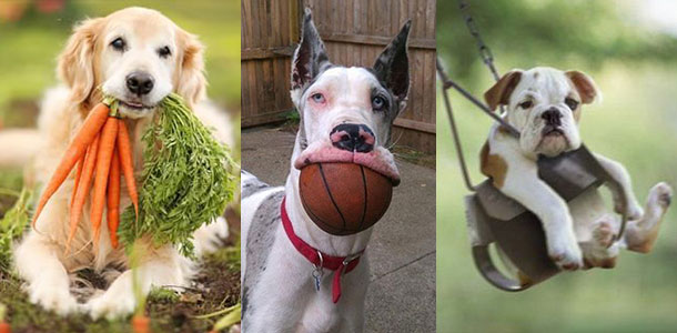 These happy, smiling dogs and more can be found on Pinterest.