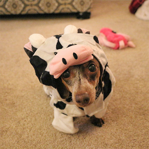 halloween-winner-first-place