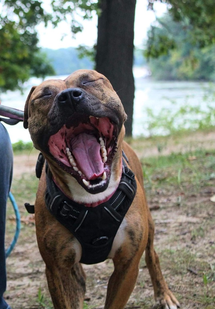 happyhowies_adoptabledog_rex