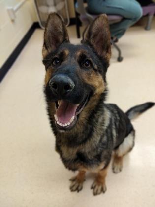 happyhowies_adoptabledog_widget