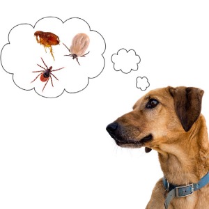 DefendingyourDog-blog-feature