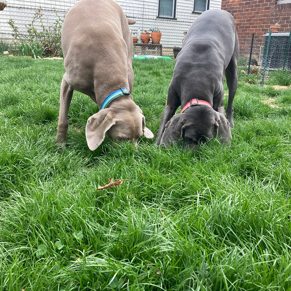 dogs looking for treats in grass